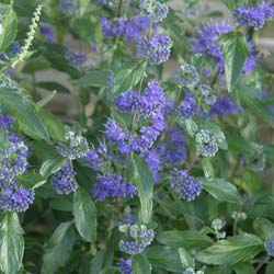 Caryopteris cl. First Choice